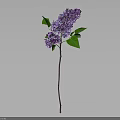 Purple Lilac Plant with Green Leaves and Slender Stem Against Gray Background