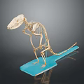 Animal Skeleton Organ Model With Hair Sample Display On Blue Base For Study