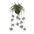 Hanging Potted Plant With Trailing Green Leaves In Black Decorative Pot For Indoor Use