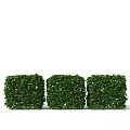 Three Green Cube Shaped Bushes For Outdoor Garden Landscaping Design