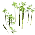 Lush Bamboo Plants Landscape With Tall Green Stems And Fresh Leaves