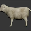 White Sheep Toy Model Standing on Black Background with Reflection 3d model