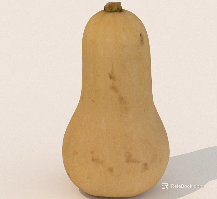 Fresh Yellow Butternut Squash With Smooth Surface And Long Shape 3d model 