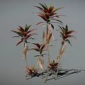 Vibrant Leafy Plants Featuring Pink And Green Leaves On Slender Stems Against Gray Background