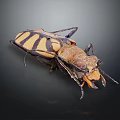 Yellow And Black Striped Beetle With Large Mandibles And Antennae On Dark Background