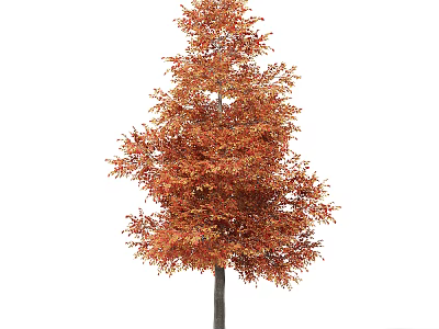 Vibrant Deciduous Tree With Orange And Red Autumn Foliage And Lush Crown 3d model