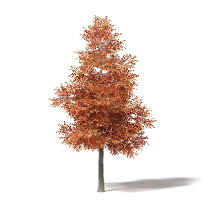 Vibrant Deciduous Tree With Orange And Red Autumn Foliage And Lush Crown 3d model