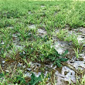 Lush Green Grass Covering Wet Ground With Small Puddles And Fresh Plants