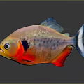Vibrant Tropical Fish With Red Body Blue Fins And Colorful Spots On Dark Background