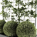 Spherical Green Potted Plants in Gray Container with Grid Background and Climbing Vines
