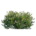Lush Green Shrub With Purple Small Flowers And Dense Foliage In Garden