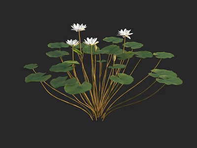 White Water Lilies With Green Leaves Floating On Calm Water Surface 3d model