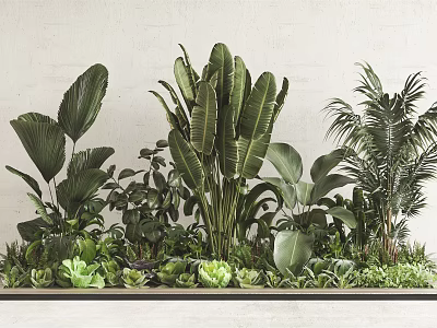 Indoor Green Plants with Large Leaves and Succulents for Modern Wall Decoration and Natural Ambiance 3d model
