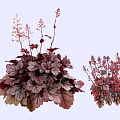 Vibrant Garden Shrubs With Red And Purple Leaves And Pink Flowers For Landscaping