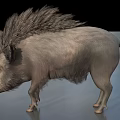Wild Boar With Shaggy Mane And Gray Fur In Realistic Standing Posture