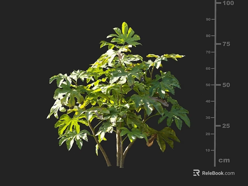 Vibrant Green Shrub With Lush Leaves And Natural Height Measurement In Centimeters 3d model 
