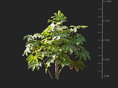 Vibrant Green Shrub With Lush Leaves And Natural Height Measurement In Centimeters 3d model