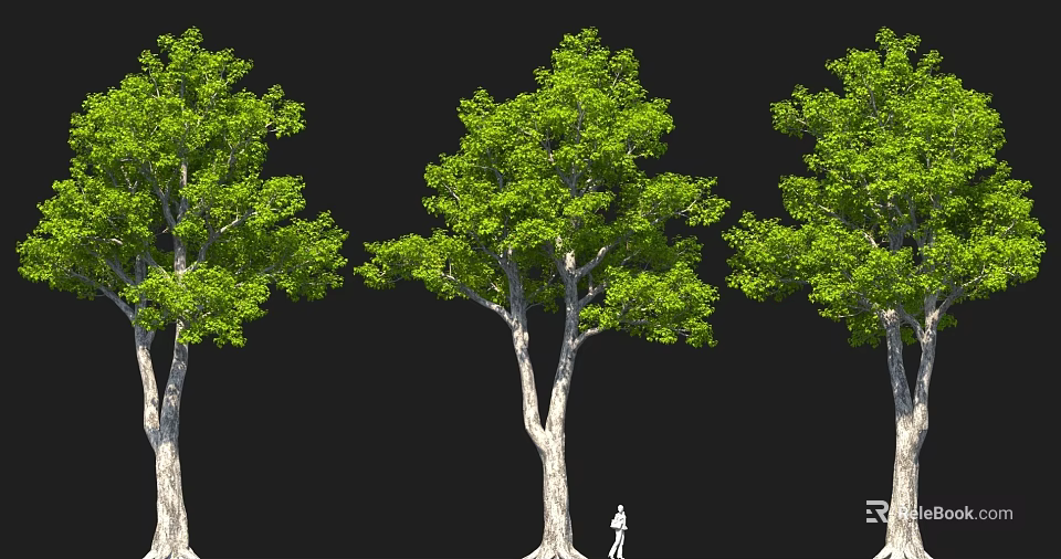 Three Tall Trees With Lush Green Leaves Thick Trunks And Person For Scale 3d model 