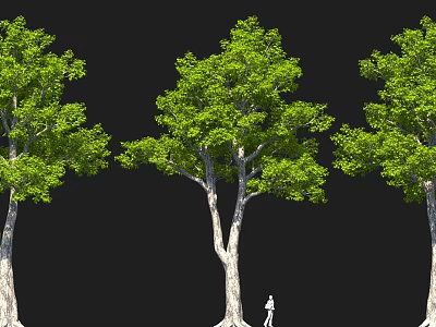 Three Tall Trees With Lush Green Leaves Thick Trunks And Person For Scale 3d model
