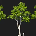 Three Tall Trees With Lush Green Leaves Thick Trunks And Person For Scale