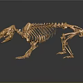 Golden Animal Skeleton in Standing Pose on Dark Background with Reflection