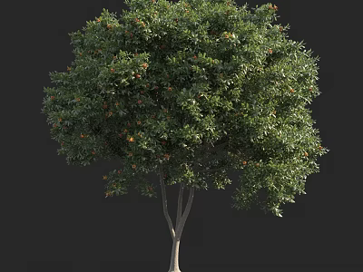 Tall Mature Tree With Dense Green Canopy And Sturdy Brown Trunk 3d model