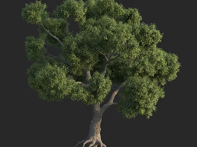 Arbor With Lush Green Foliage Thick Trunk And Exposed Roots 3d model