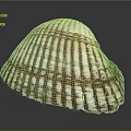 Clam Shell With Brown And White Stripes And Radial Patterns On Dark Background 3d model