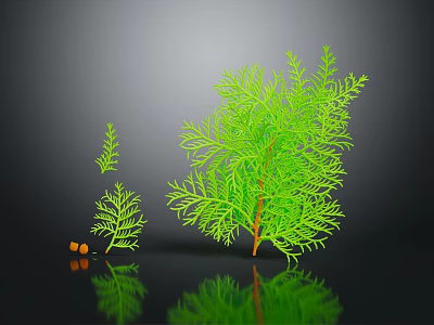 Leafy Green Plants Of Different Sizes With Small Orange Fruits On Dark Background With Reflections 3d model