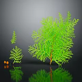 Leafy Green Plants Of Different Sizes With Small Orange Fruits On Dark Background With Reflections
