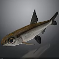 Silver Brown Fish With Large Eyes And Black Fins On Dark Background Shiny Surface