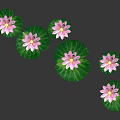 Pink Water Lily Flowers With Green Floating Leaves In Natural Environment