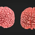 Woman Observing Detailed 3D Brain Models in Pink and Red Tones Against Black Background