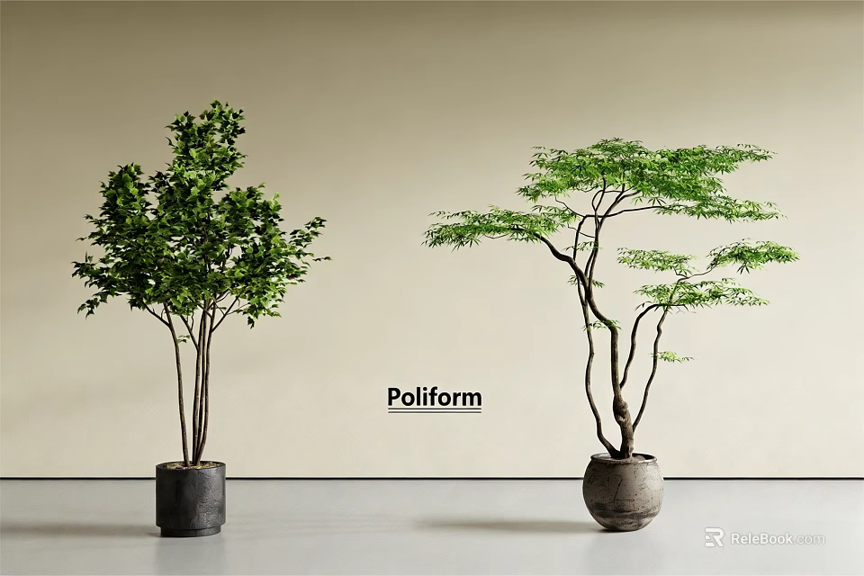Two Bonsai Trees With Lush Foliage And Curved Trunk In Decorative Pots For Indoor 3d model 