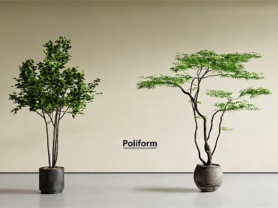 Two Bonsai Trees With Lush Foliage And Curved Trunk In Decorative Pots For Indoor 3d model