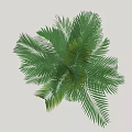 Ornamental Green Shrub With Lush Broad Feathery Leaves For Garden Landscaping