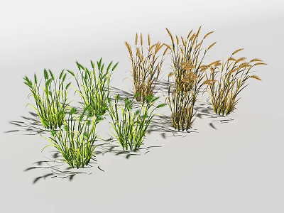 Different Types of Green and Yellow Ornamental Grass for Garden Decoration 3d model