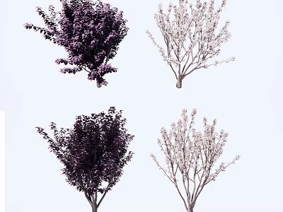 Varieties of Ornamental Trees with Dark and Light Foliage and Unique Branch Structures 3d model