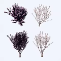 Varieties of Ornamental Trees with Dark and Light Foliage and Unique Branch Structures