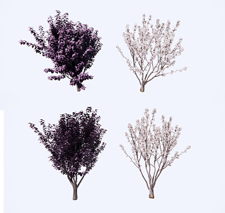 Modern Tree Landscape Tree Purple Leaf Plum 3d model