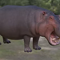 Hippopotamus Aquatic Animal With Open Mouth Showing Large Teeth In Water Habitat