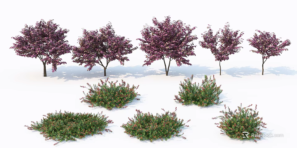 Beautiful Arbor Trees With Purple Flowers And Green Shrubs On White Background 3d model 