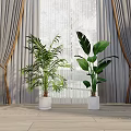 Indoor Potted Plants With Large Green Leaves In White Planters By Window On Wooden Floor