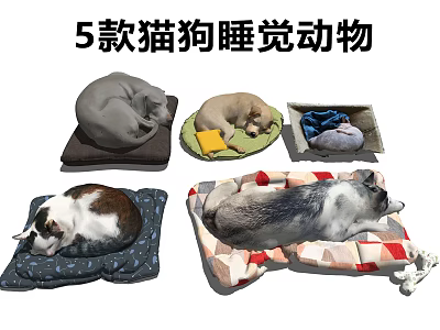 Five Reptile Pets Sleeping Comfortably In Various Soft Beds And Cushions 3d model