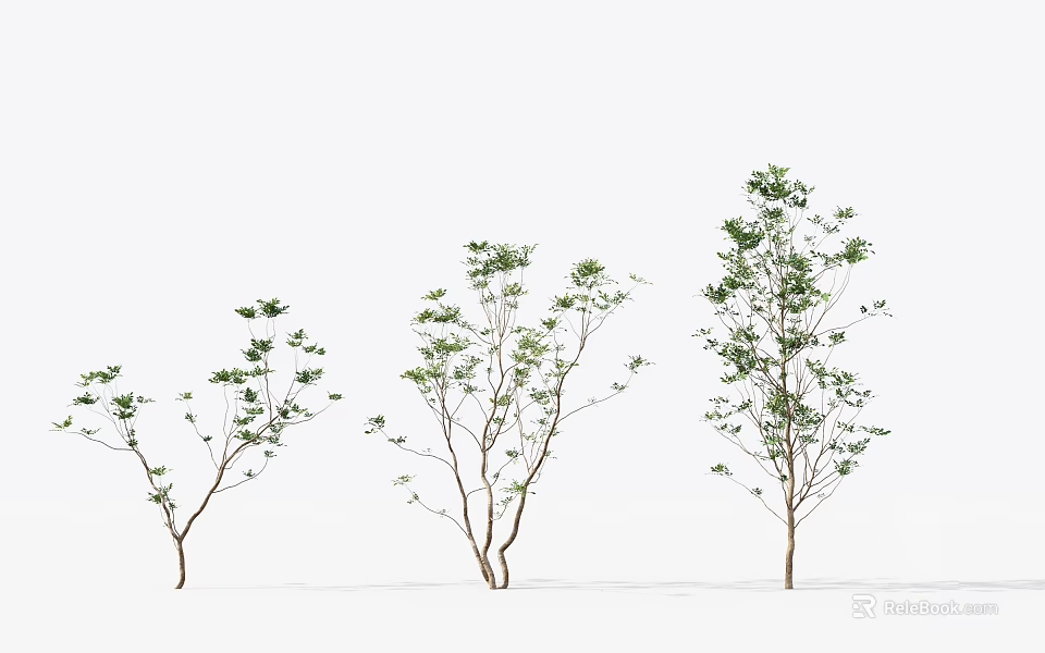 Three Green Leafy Trees in Different Sizes Against White Background 3d model 