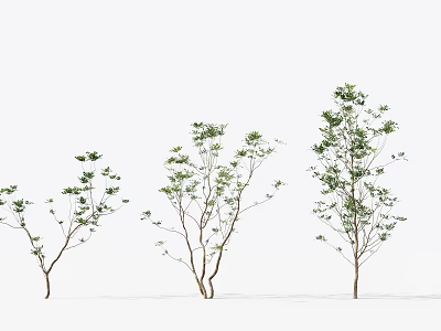 Three Green Leafy Trees in Different Sizes Against White Background 3d model