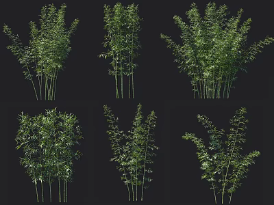 Various Bamboo Types With Lush Green Leaves In Natural Growing Clusters 3d model