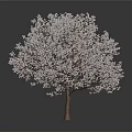 Lush Tree With Pink Blossoms And Brown Trunk Against Gray Background