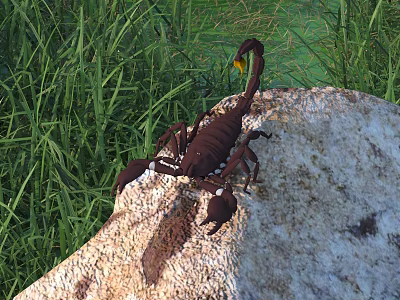 Brown Scorpion A Reptile Resting On Rocky Surface In Grassy Area 3d model
