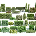 Various Types of Green Shrubs for Garden Landscaping and Decorative Use